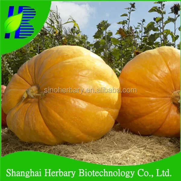 Оптовая продажа 2021 гибридных семян тыквы F1 для выращивания