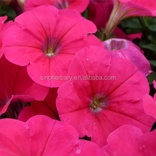  Красивый цветок семена petunia гибридные цветов для