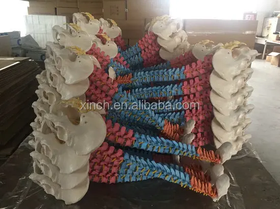 Didactic Flexible Plastic Vertebral Column with Pelvis