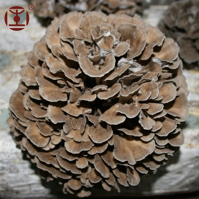 Hot Sale Maitake Mushroom Extract; Grifola Frondosa Polysaccharide Powder From Organic Planting Base