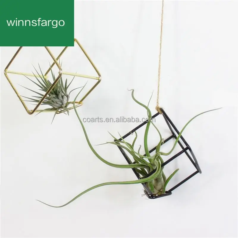 Container Iron Cubic Geometry Four Airplant Receptacle Tillandsia Gold Flower Small Metal Hand Carved