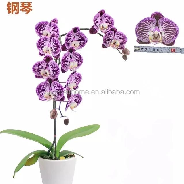 Phalaenopsis orchid in size 1.7/2.5/3.5 inch pot.