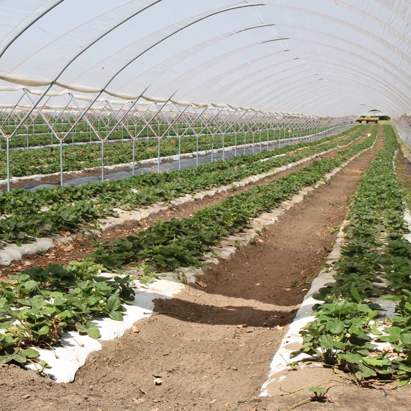 100 meters length strawberry tropical greenhouse for sale
