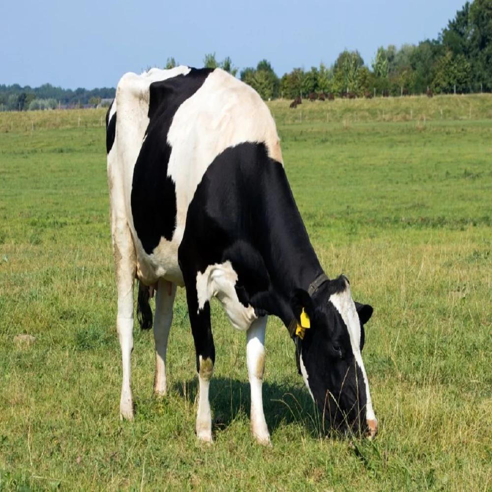Feed Probiotic for cow and Sheep SUKAFEED-R.Gain Probiotic Ruminant