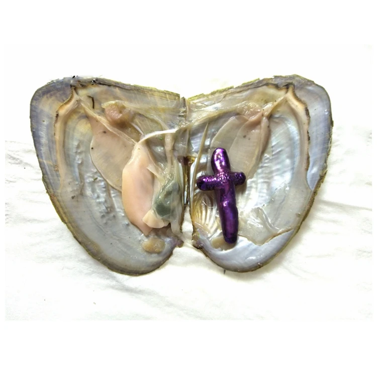 Baroque pearl live oyster cross pearls in oyster freshwater mussel beautiful colors sale beads oyster shells