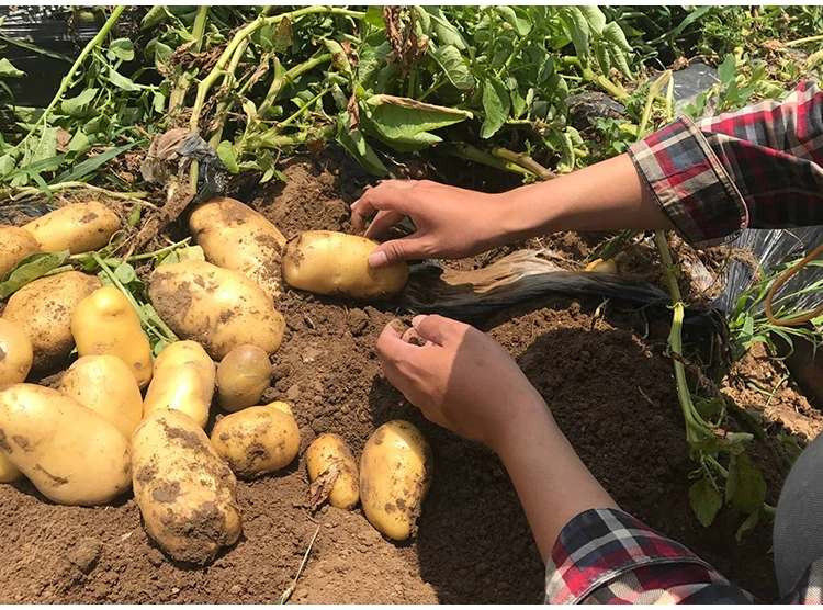 
Fresh Holland Potatoes Seeds Price for wholesale 