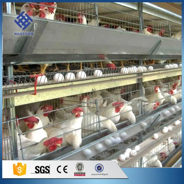 
Factory price direct sale poultry farm house design automatic layer egg chicken cage 