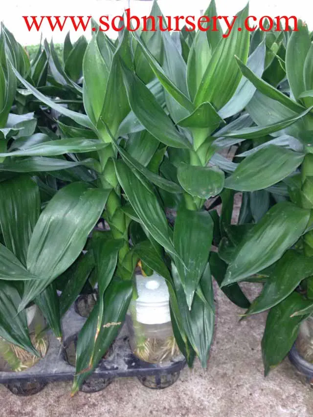 
Lucky bamboo Dracaena Sanderiana Lotus bamboo 