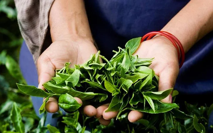 High Quality Pure Ceylon Black Tea with low price for bubble tea