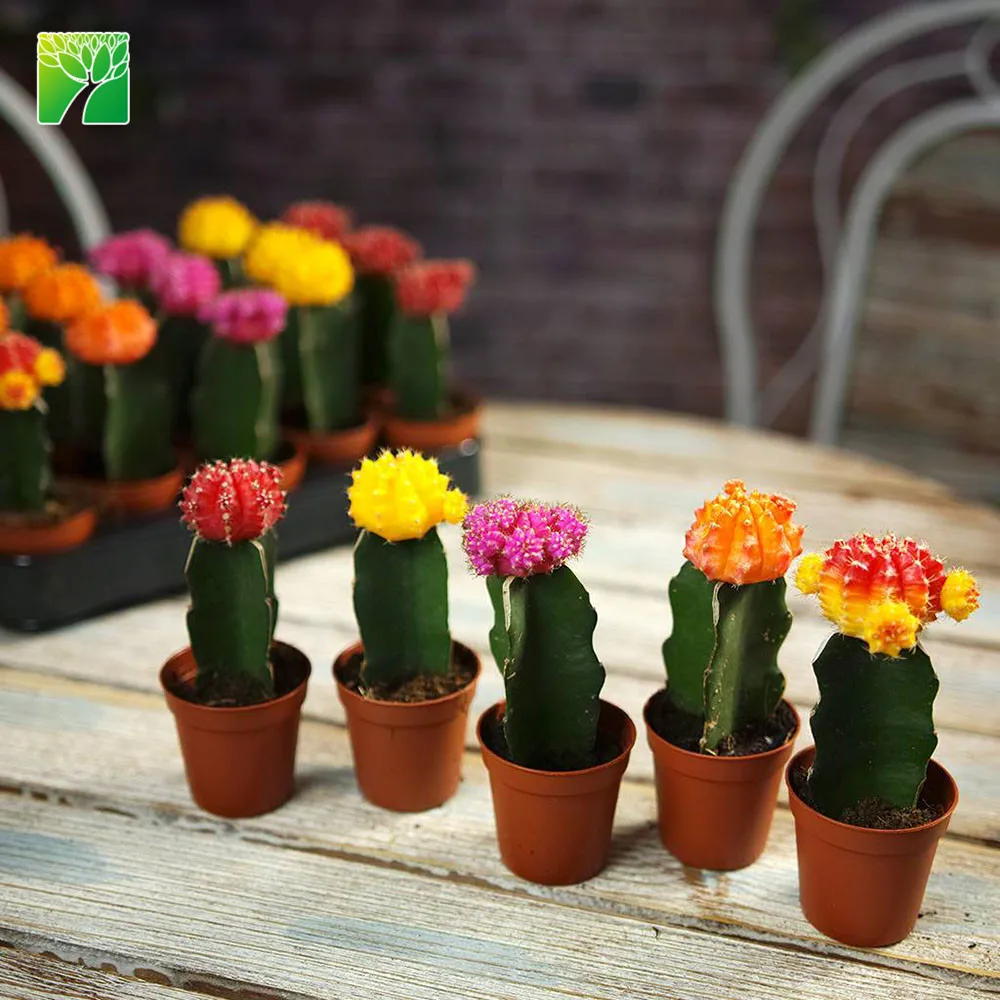 Hot sale natural live home decoration Colourful Flowering Cactus Plants