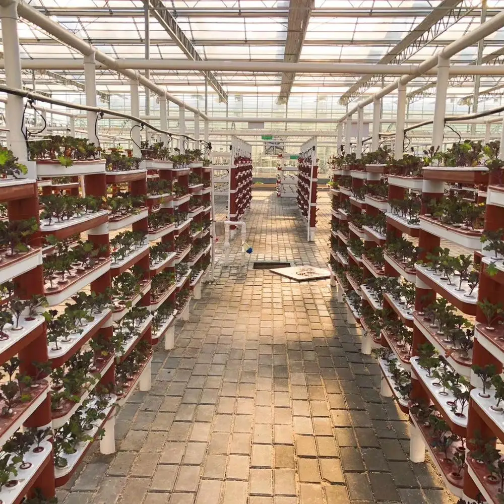 Greenhouse Hydroponics for Leafy/Fruit Vegetables for Agriculture/Modern High-tech Farming