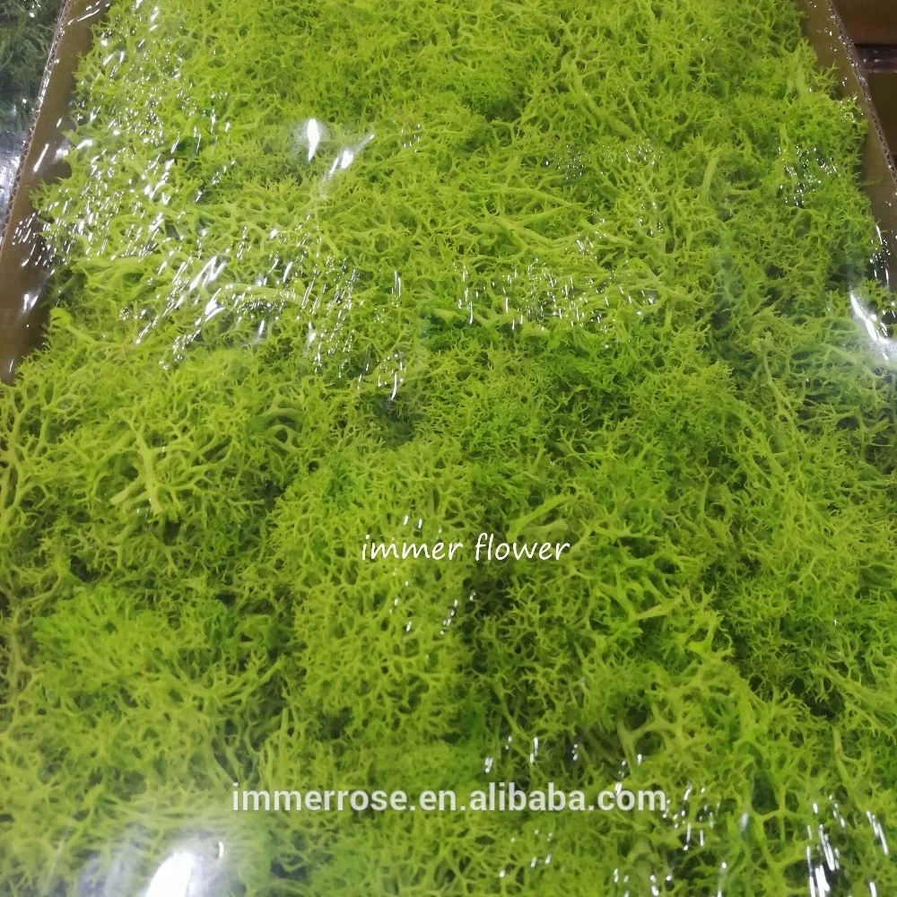 Widely supply green mos preserved moss make moss wall