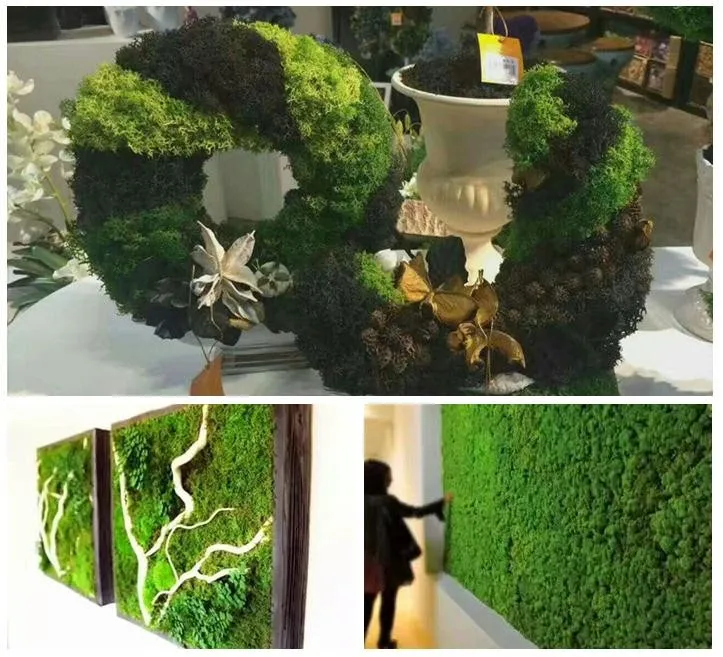 
Wholesale 500g high quality decor preserved moss 
