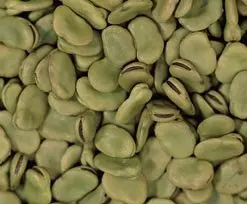 Green Broad Beans