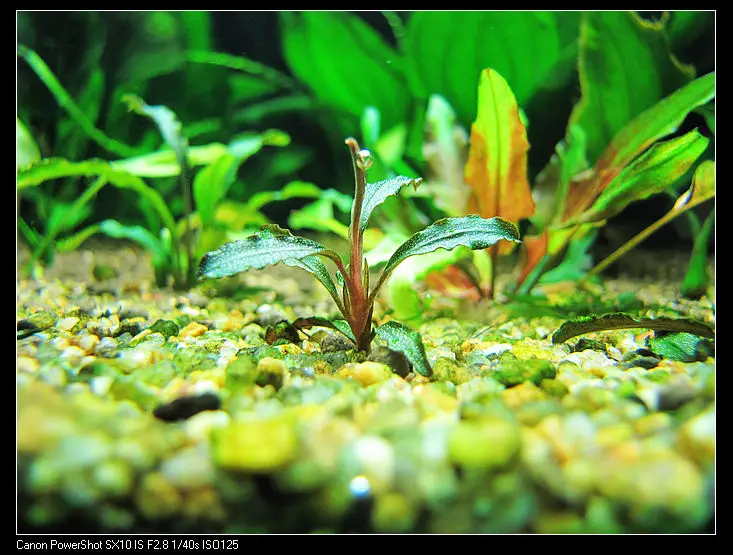 Wholesale different varieties Aquatic plant Bucephalandra