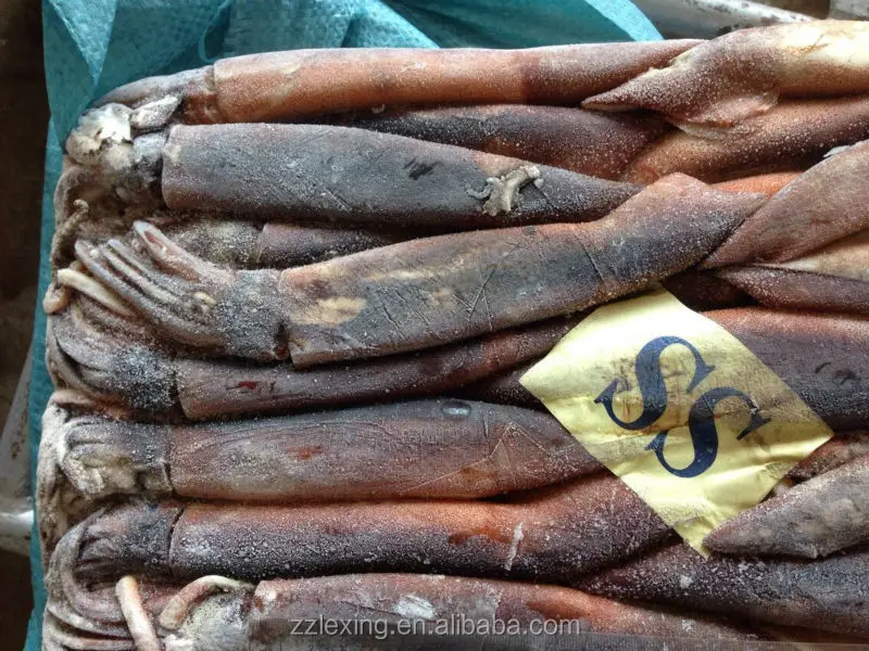 New Arrival High Quality Frozen Red Squid Loligo Bulk Style Packaging Color Feature Weight Shelf Origin Latin Type Life Variety