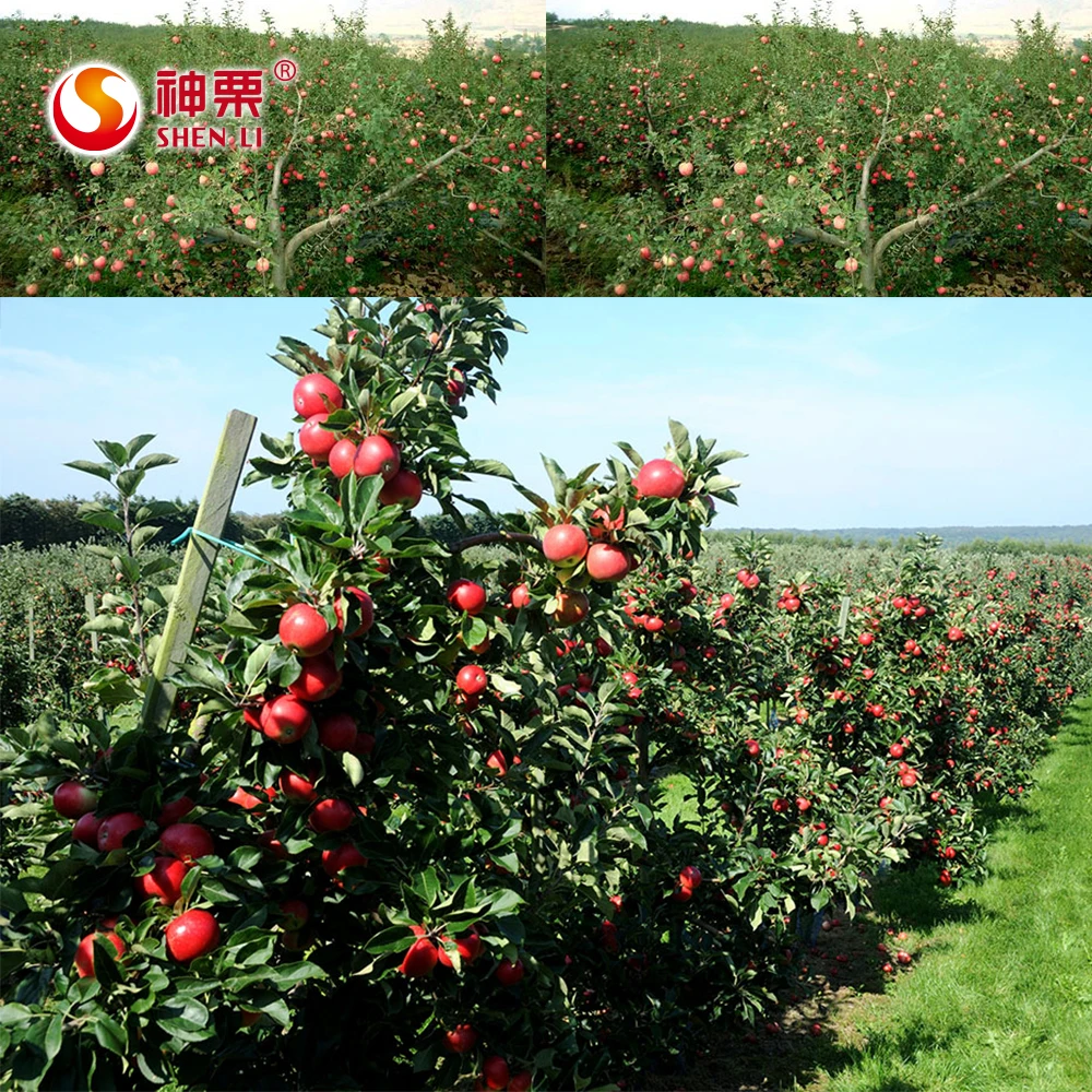 freeze dried vegetable chips