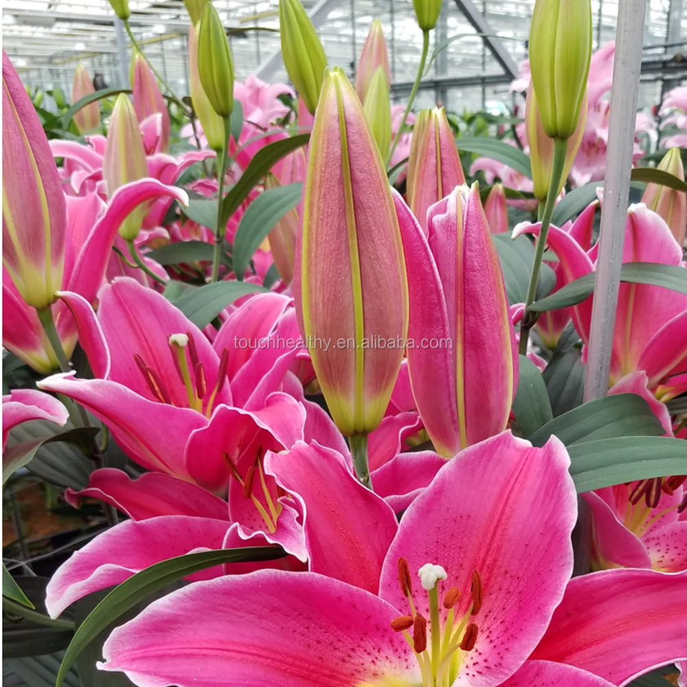 Поставка 2021, 21 вид, вырезанные Цветочные лампы-лилии для посадки