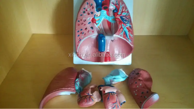 Larynx, Heart and Lung Anatomical Model