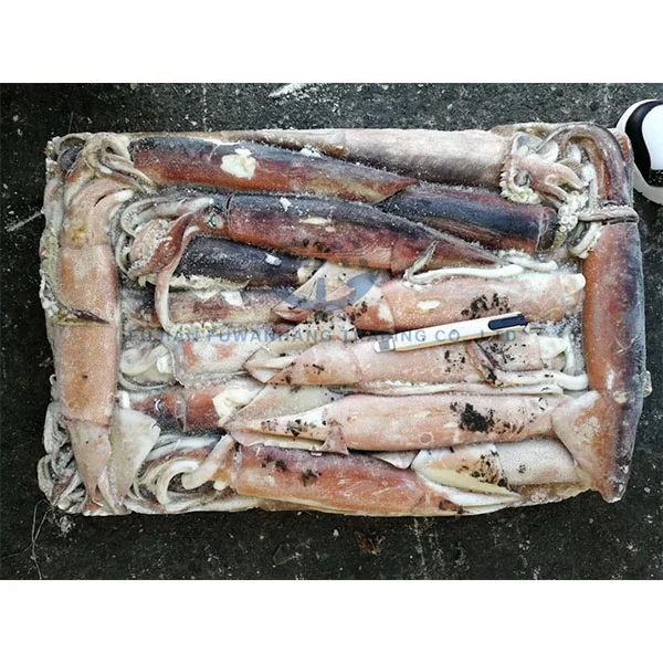 High Quality Frozen Whole Round Todarodes Squid for sale