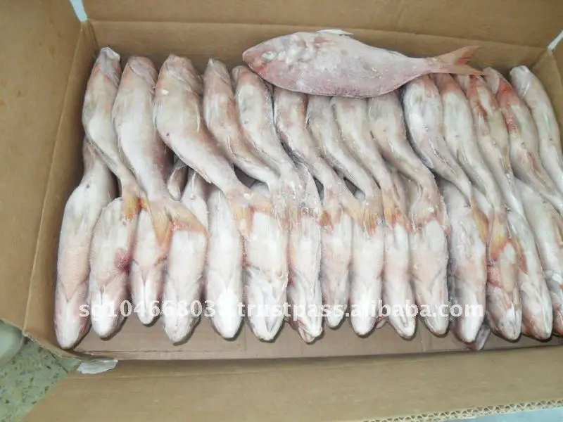 Frozen Fish Fresh Tilapia Supplier Block Bulk Style Packaging Package Weight Lbs Shelf Origin Latin Type Life Shape BRC Seabream