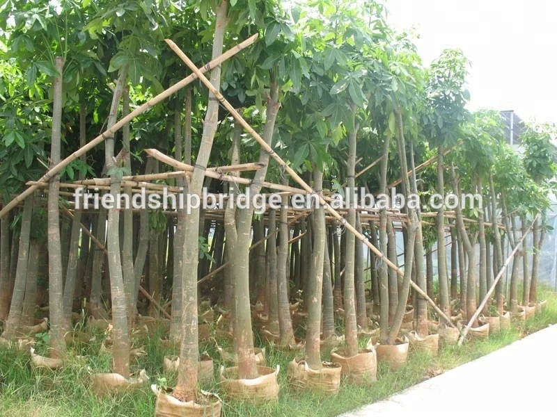 Pachira Aquatica, Live Money Tree Indoor Plant