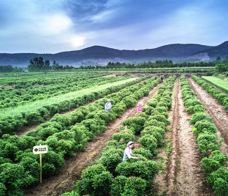 
100% natural organic rose tea blooming 