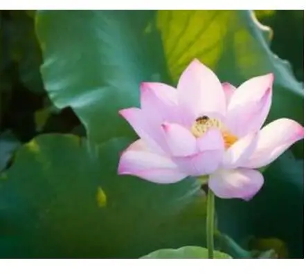 
New collected fresh Nelumbo nucifera Rhizome Lotus roots for sale 