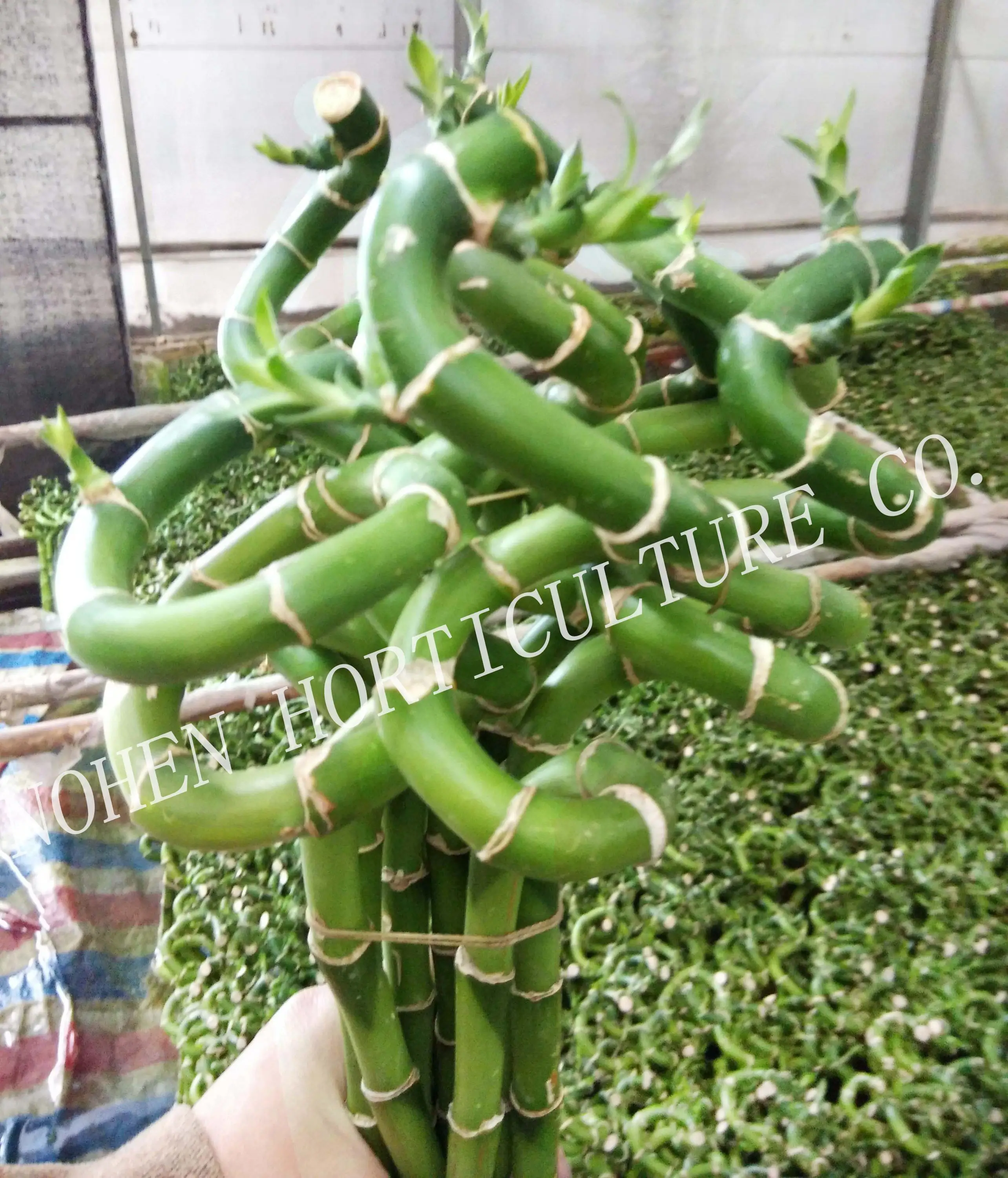 
Spiral Lucky Bamboo, Dracaena Sanderiana 