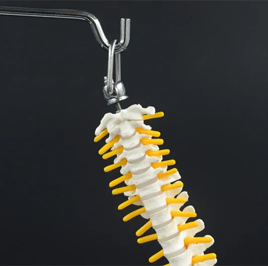 Пластиковая медицинская гибкая модель позвоночника, медицинская анатомическая модель, изображение бедра и основания, улучшенная искусственная кожа ПВХ