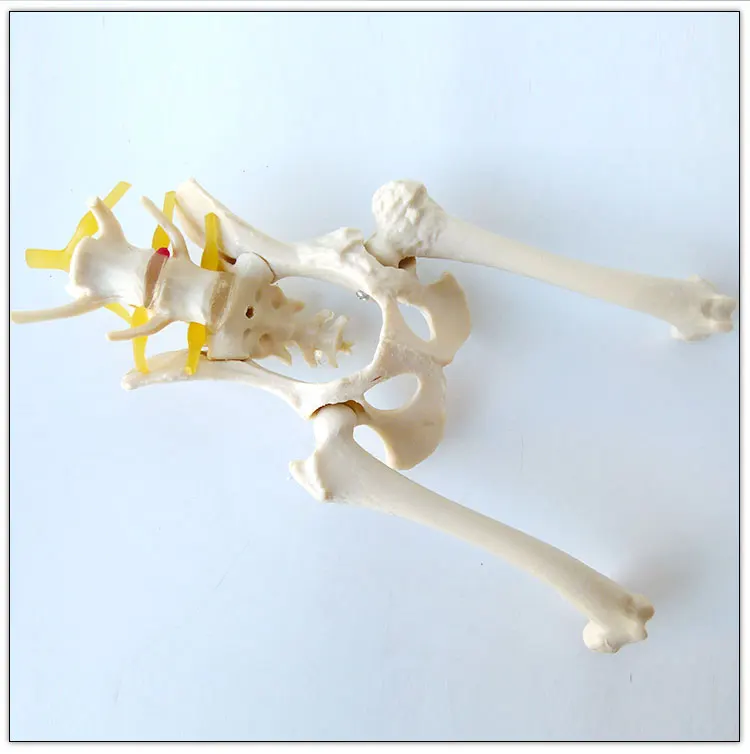 Dog Hip Joint Skeleton Medical Model