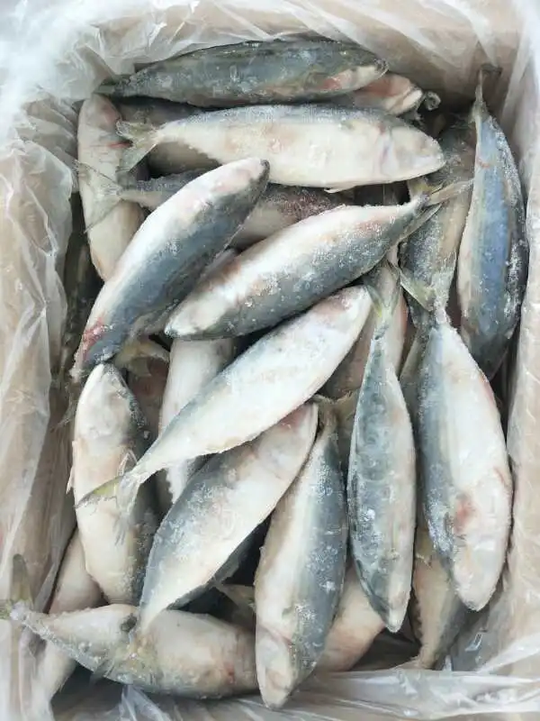 Grade AA frozen whole indian mackerel 6-8 for sale