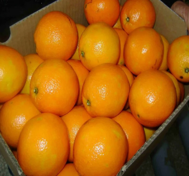 
Fresh Valencia Oranges 