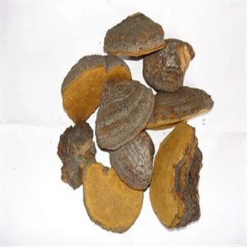 
Phellinus Igniarius mushroom 