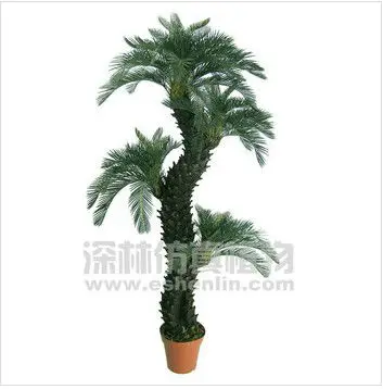 
 Кактусовые деревья, большие кактусовые комнатные растения  