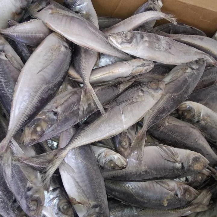
New harvest good quality frozen seafood horse mackerel fish with factory price 