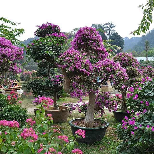 
 Все цвета бугенвиллеи горшок для растений  