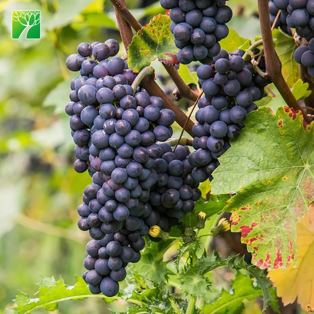 
 Цветочный цвет, быстрорастущий коэффициент роста фруктов, пинож черный виноград Vitis vinifera  