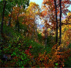 
High Premium Wild Mountain Ginseng Panax Root 