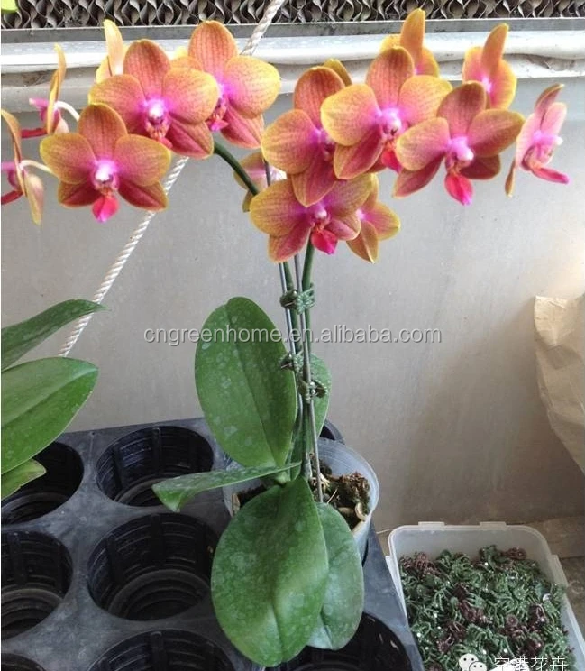 Live phalaenopsis seedling