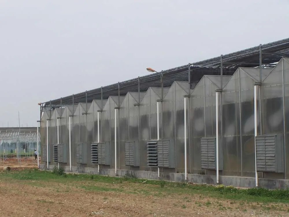 
Commercial multi-span PC sheet polycarbonate greenhouse with hydroponic system 