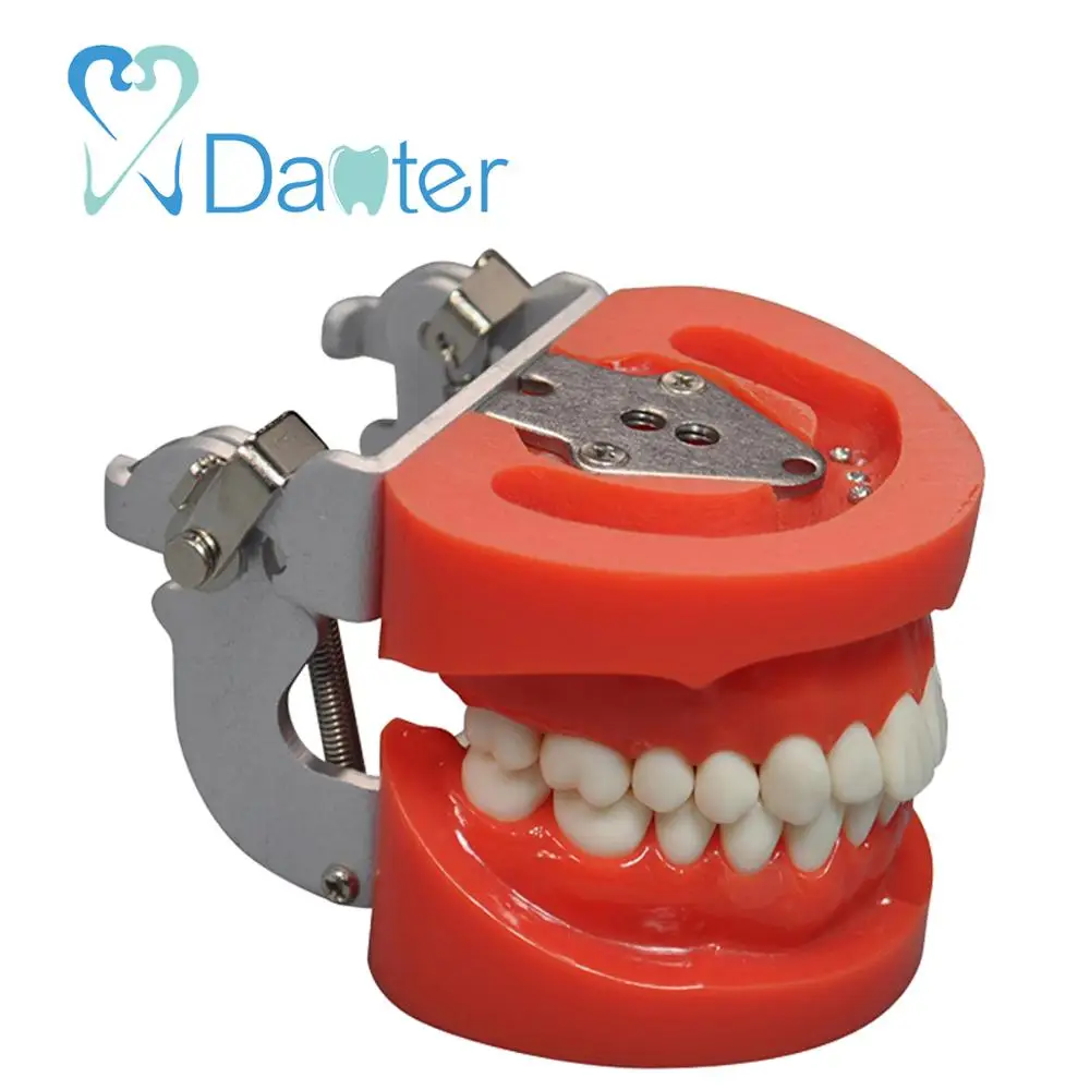 Best Price A8009 Dental Teeth Model Standard Model with 28 Screw- in Teeth
