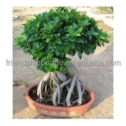 
Home Decor Plants Small Bonsai Ficus Ginseng 