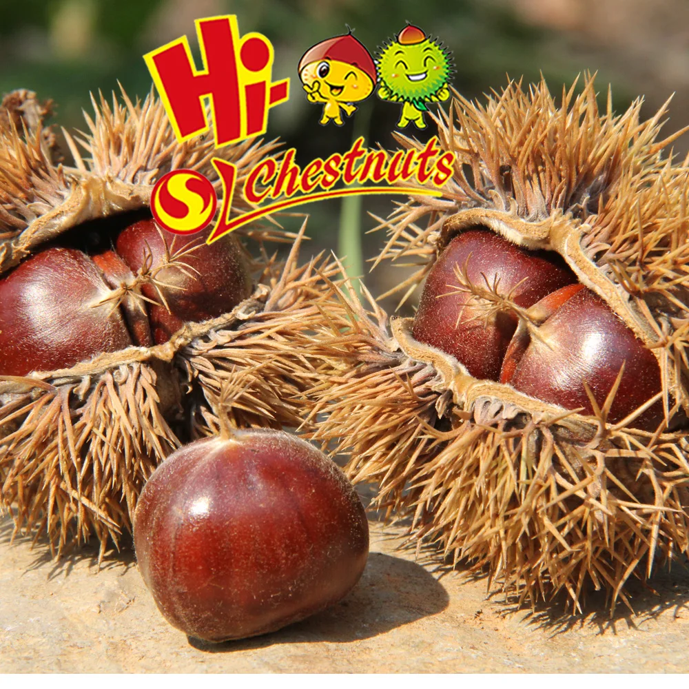 Quick Freezing organic roasted chestnuts frozen chestnut