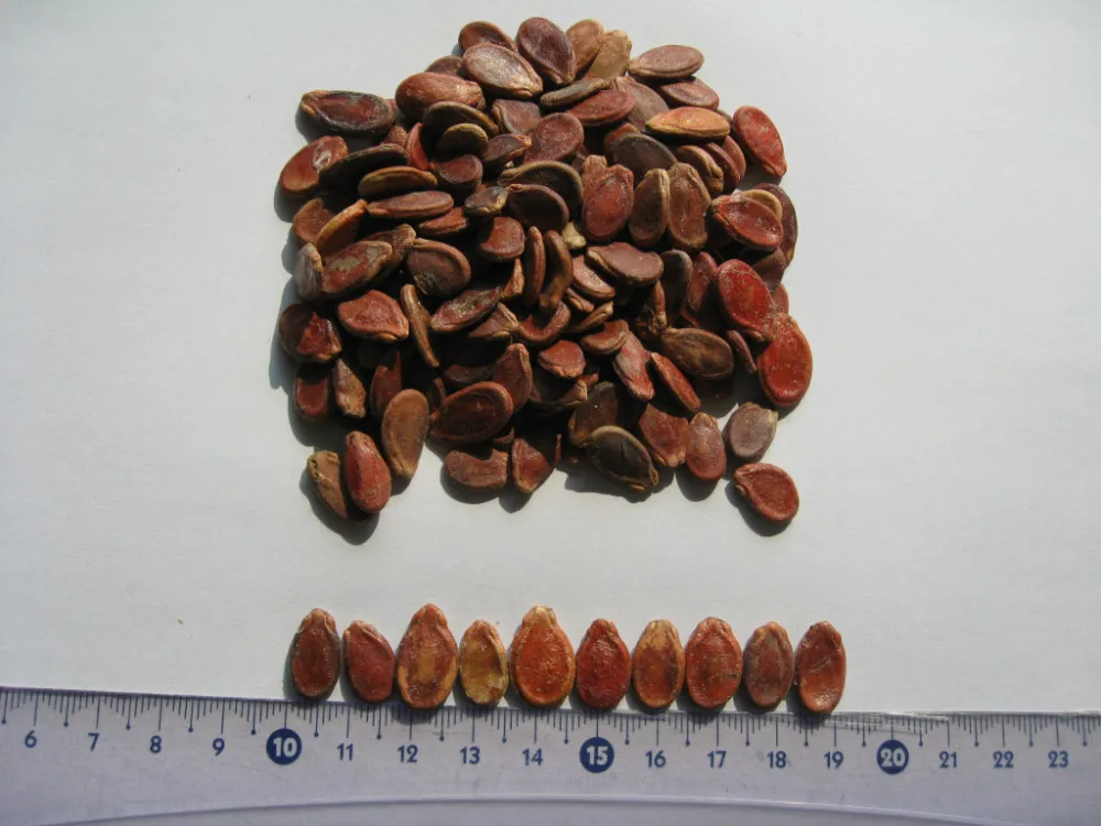 Семена Красного арбуза, семена дыни, семена Красного арбуза для продажи