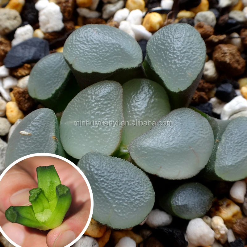 Суккулентное растение Haworthia truncata var. Maughanii «фиолетовые линзы»