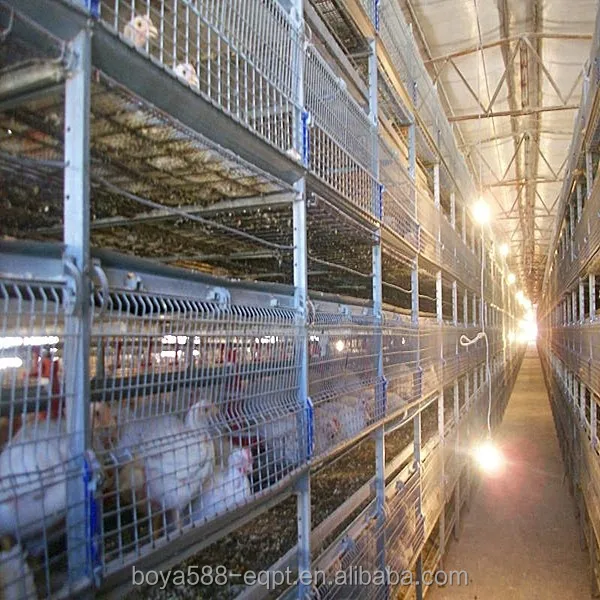 
Клетки для бройлеров, контроль за птицами, для мяса, курицы 