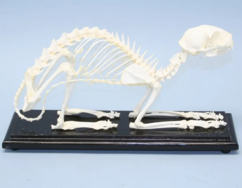 HM-BD-258 PIGEON SKELETON NATURAL BONE MODELPIGEON SKELETON MODEL ANATOMICA PIGEON SKELETON MODEL