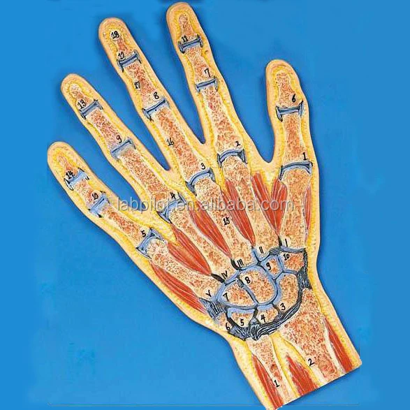 Vivid Hand Cross Section Anatomy Model, Anatomical Hand Model