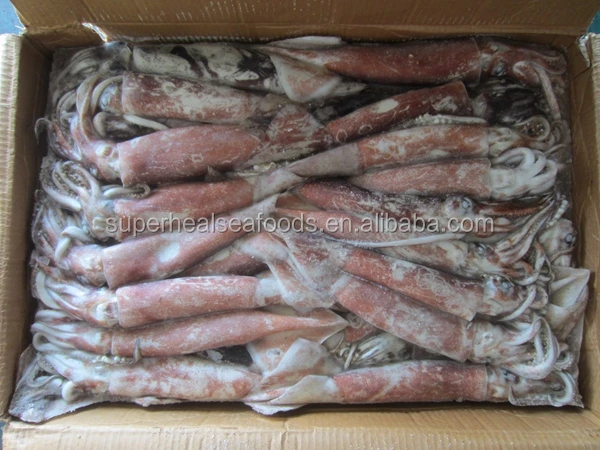 Frozen Squid Food /Japanese Flying Squid
